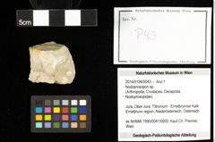 Foto (Objekt + Etiketten) von Nodoprosopon sp. 